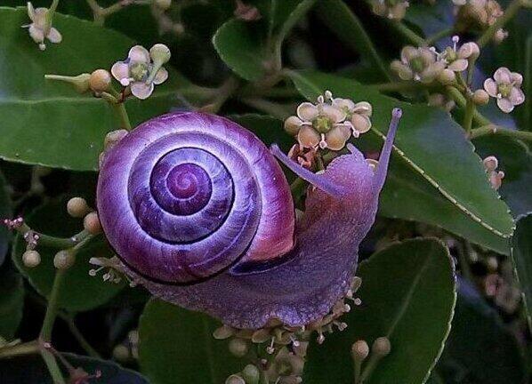 caracol-violeta.jpg